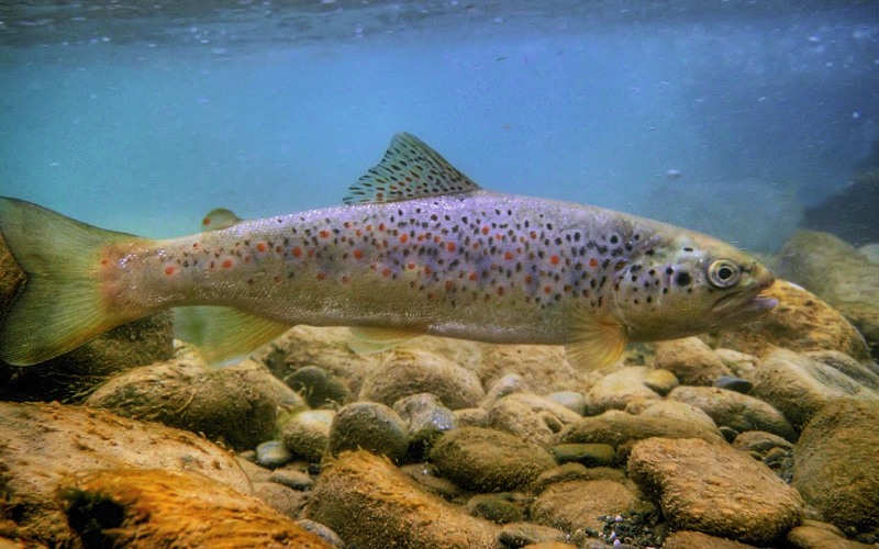 Underwater photo of Salmo farioides